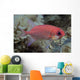 Close-Up Side View Of A Pale Soldierfish With A Large Parasitic Isopod Wall Mural