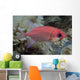 Close-Up Side View Of A Pale Soldierfish With A Large Parasitic Isopod Wall Mural