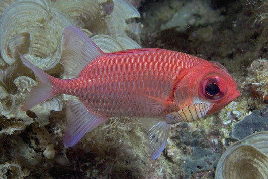 Close-Up Side View Of A Pale Soldierfish With A Large Parasitic Isopod Wall Mural