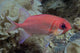Close-Up Side View Of A Pale Soldierfish With A Large Parasitic Isopod Wall Mural