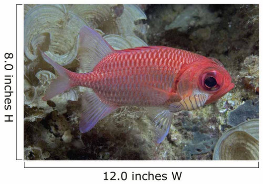 Close-Up Side View Of A Pale Soldierfish With A Large Parasitic Isopod Wall Mural