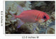 Close-Up Side View Of A Pale Soldierfish With A Large Parasitic Isopod Wall Mural