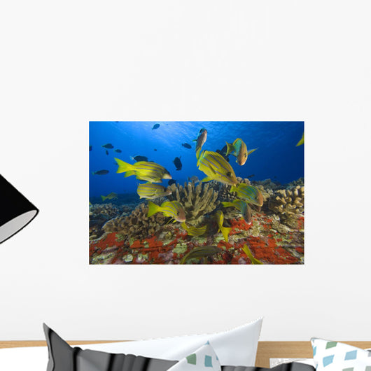 Hawaii, School Of Bluestripe Snappers Among Coral Reef Wall Mural