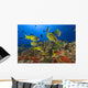 Hawaii, School Of Bluestripe Snappers Among Coral Reef Wall Mural