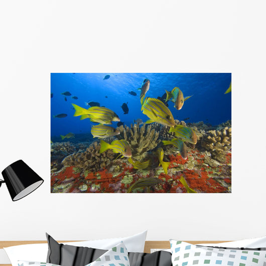 Hawaii, School Of Bluestripe Snappers Among Coral Reef Wall Mural