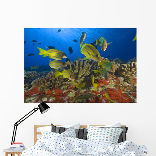 Hawaii, School Of Bluestripe Snappers Among Coral Reef Wall Mural