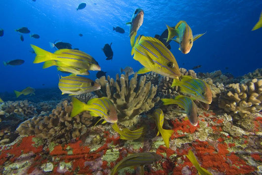 Hawaii, School Of Bluestripe Snappers Among Coral Reef Wall Mural