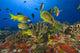 Hawaii, School Of Bluestripe Snappers Among Coral Reef Wall Mural