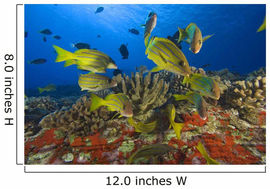 Hawaii, School Of Bluestripe Snappers Among Coral Reef Wall Mural