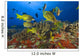 Hawaii, School Of Bluestripe Snappers Among Coral Reef Wall Mural
