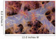 Translucent Flesh Of This Alcyonarian Coral Wall Mural