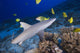 Grey Reef Shark Surrounded By Bright Yellow Fish At The Ocean Floor Wall Mural