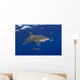 Hawaii, Oceanic Whitetip Shark With Pilot Fish Wall Mural