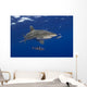 Hawaii, Oceanic Whitetip Shark With Pilot Fish Wall Mural