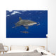 Hawaii, Oceanic Whitetip Shark With Pilot Fish Wall Mural