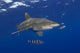 Hawaii, Oceanic Whitetip Shark With Pilot Fish Wall Mural