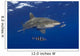 Hawaii, Oceanic Whitetip Shark With Pilot Fish Wall Mural