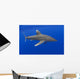 Hawaii, Oceanic Whitetip Shark With Pilot Fish Wall Mural