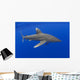 Hawaii, Oceanic Whitetip Shark With Pilot Fish Wall Mural
