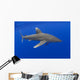 Hawaii, Oceanic Whitetip Shark With Pilot Fish Wall Mural