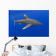 Hawaii, Oceanic Whitetip Shark With Pilot Fish Wall Mural