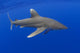 Hawaii, Oceanic Whitetip Shark With Pilot Fish Wall Mural