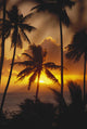 French Polynesia, Tahiti, Palm Trees Silhouetted By A Vibrant Sunset Wall Mural