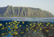 School Of Racoon Butterflyfish Along Reef Wall Mural