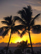 Hawaii, Maui, Kapalua, Palm Trees At Sunset Wall Mural