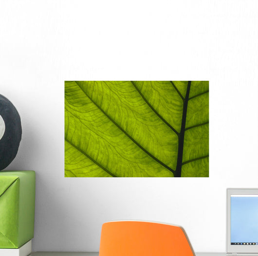 Extreme Close-Up Of Green Leaf, Main Stem With Veins Running Through Wall Mural