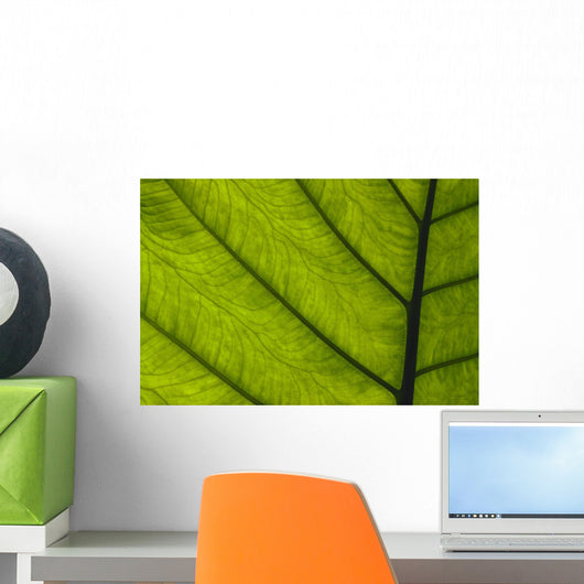 Extreme Close-Up Of Green Leaf, Main Stem With Veins Running Through Wall Mural