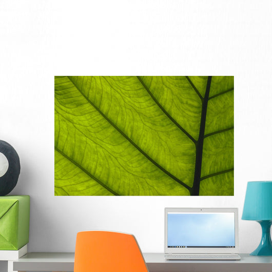 Extreme Close-Up Of Green Leaf, Main Stem With Veins Running Through Wall Mural
