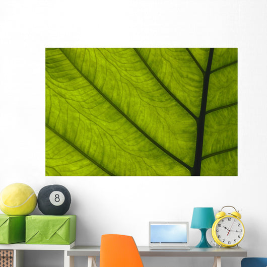 Extreme Close-Up Of Green Leaf, Main Stem With Veins Running Through Wall Mural