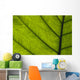 Extreme Close-Up Of Green Leaf, Main Stem With Veins Running Through Wall Mural