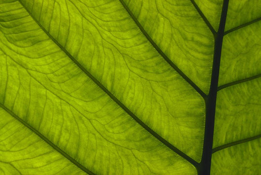 Extreme Close-Up Of Green Leaf, Main Stem With Veins Running Through Wall Mural