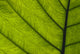 Extreme Close-Up Of Green Leaf, Main Stem With Veins Running Through Wall Mural