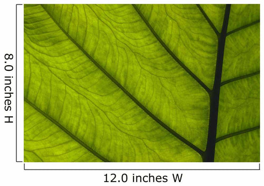 Extreme Close-Up Of Green Leaf, Main Stem With Veins Running Through Wall Mural