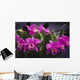 Hawaii, Cluster Of Pink Cattleya Orchids Wall Mural