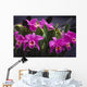 Hawaii, Cluster Of Pink Cattleya Orchids Wall Mural