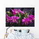 Hawaii, Cluster Of Pink Cattleya Orchids Wall Mural