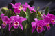 Hawaii, Cluster Of Pink Cattleya Orchids Wall Mural