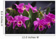 Hawaii, Cluster Of Pink Cattleya Orchids Wall Mural