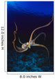 Hawaii, Day Octopus Dark Blue Water, Near Ocean Floor Wall Mural