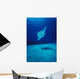Hawaii, Common Manta Ray Swims Over Sand Bottom Wall Mural