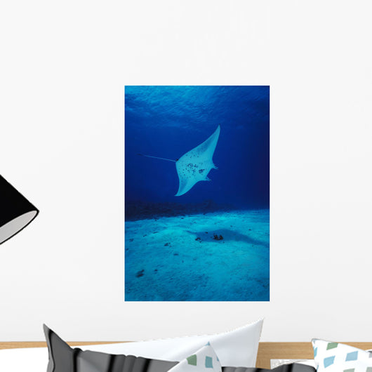 Hawaii, Common Manta Ray Swims Over Sand Bottom Wall Mural