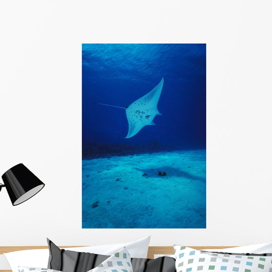 Hawaii, Common Manta Ray Swims Over Sand Bottom Wall Mural