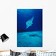 Hawaii, Common Manta Ray Swims Over Sand Bottom Wall Mural