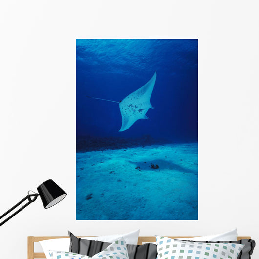 Hawaii, Common Manta Ray Swims Over Sand Bottom Wall Mural