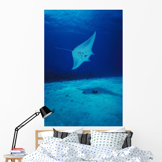 Hawaii, Common Manta Ray Swims Over Sand Bottom Wall Mural
