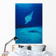 Hawaii, Common Manta Ray Swims Over Sand Bottom Wall Mural